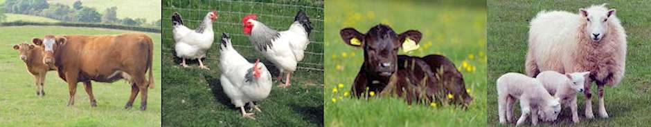 Some of our animals at Braeburn Cottage Some of our animals